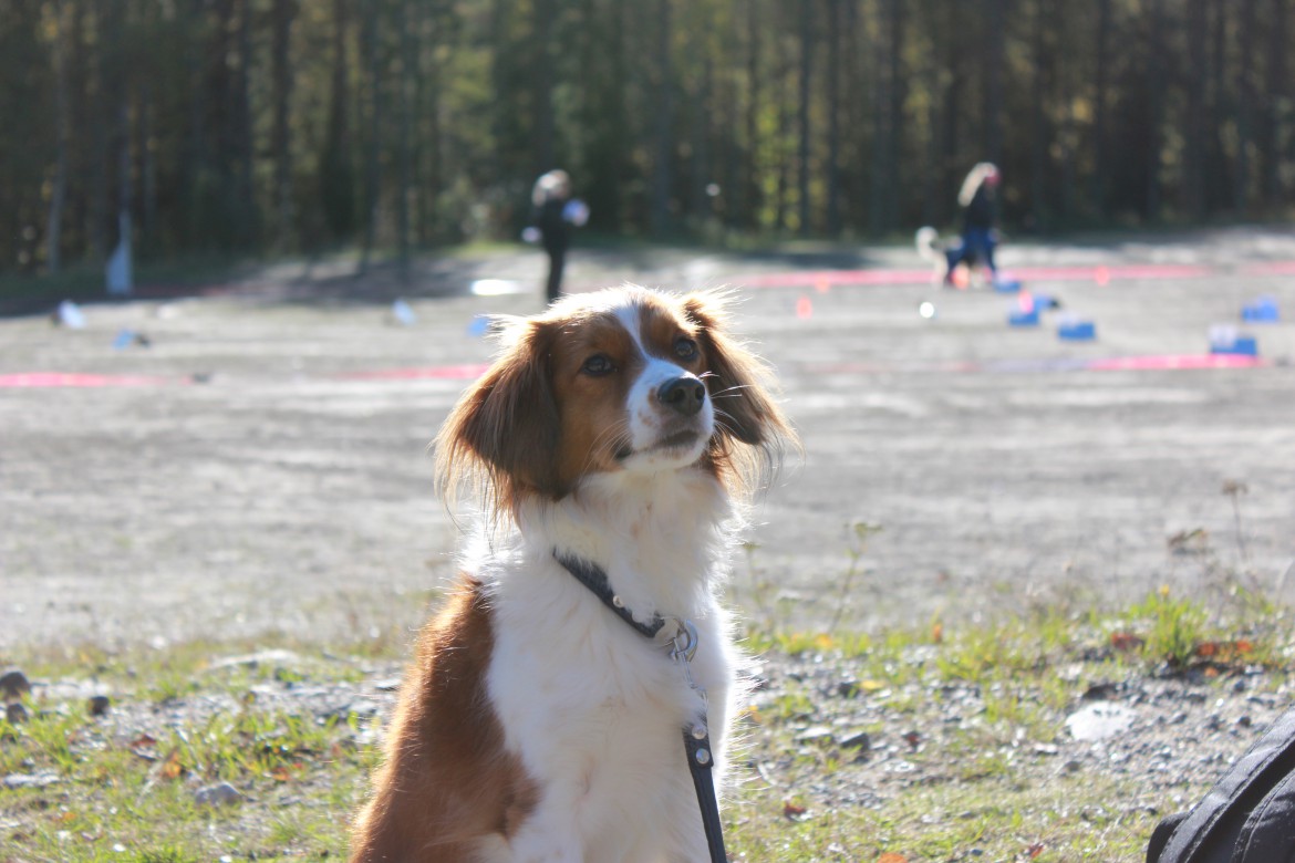 Hund med tävling i bakgrunden